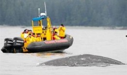 觅食区在线观看,跟随觅食区，揭秘野外生存智慧
